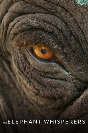 The Elephant Whisperers (2022) Hindi Dual Audio – - Movierulz